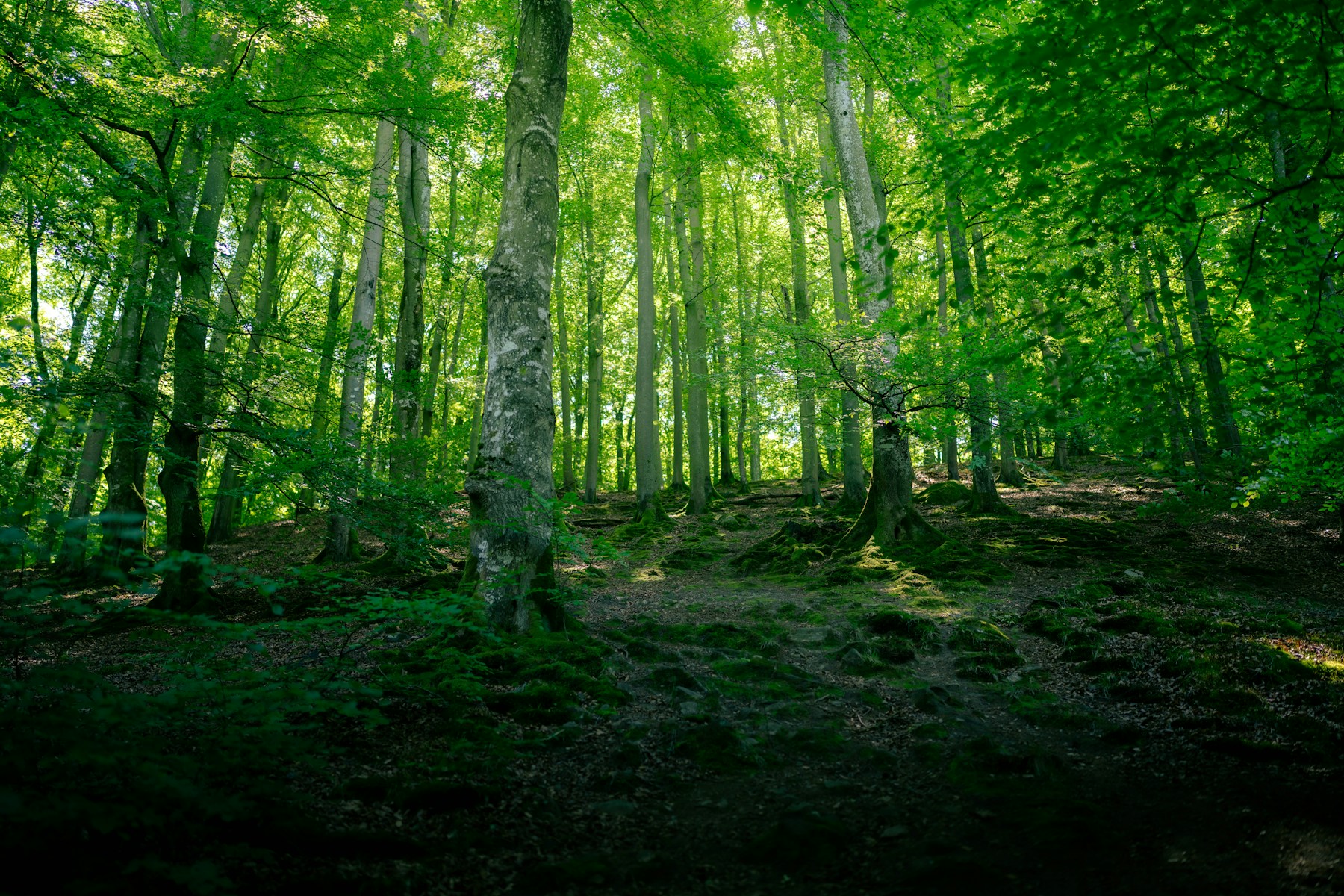 Bomen in het bos